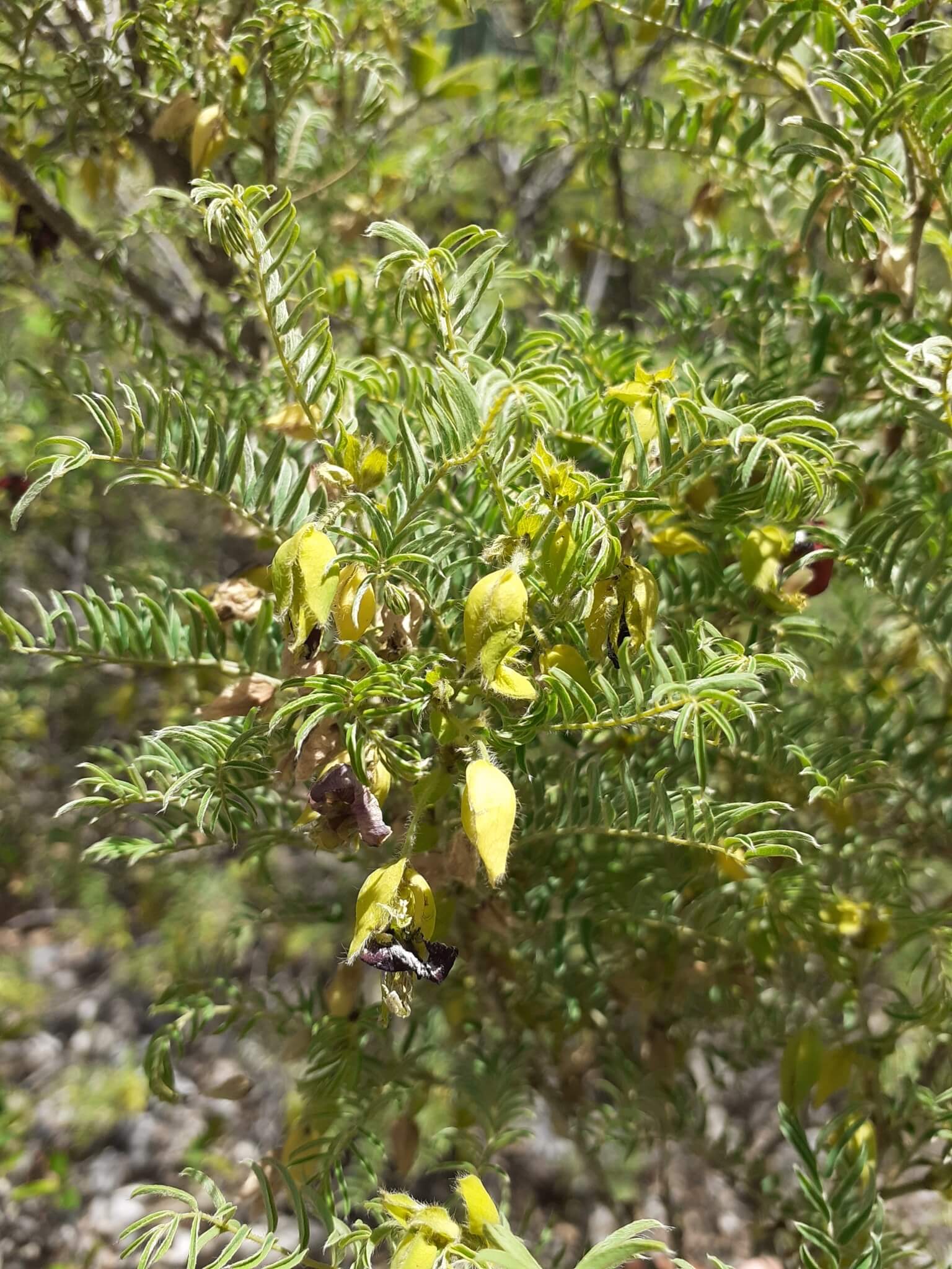 Brongniartia intermedia 